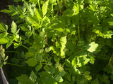 Water Parsley