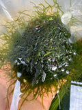 Java Moss