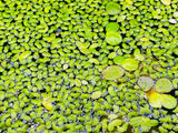 Duckweed