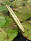 Assorted Water Lilies