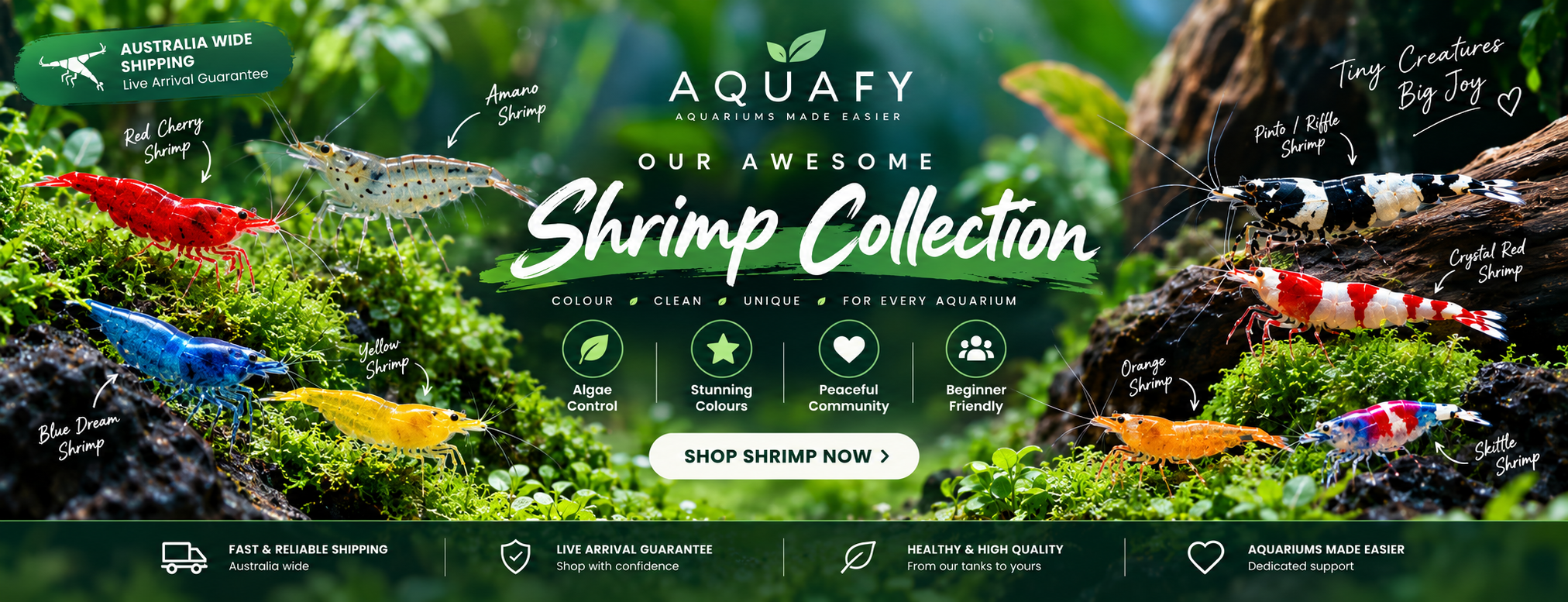 Aquafy Aquatic Shop