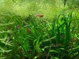 Narrow Leaf Java Fern
