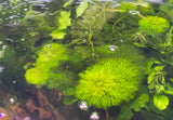 Myriophyllum "Parrots Feather"