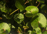 Gotu Kola Plant