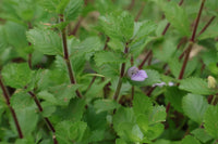 Hygrophila Difformis 'Water Wisteria'