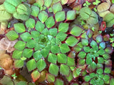 Ludwigia Sedoides