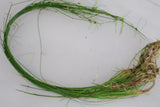 Tall Hairgrass