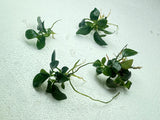 Anubias Nana Petite