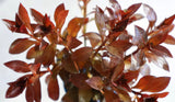 Ludwigia Glandulosa