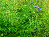 Guppy Grass "Najas guadalupensis"