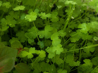 Hydrocotyle Tripartita Japan 'Mini'