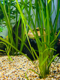 Vallisneria Nana