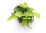 Anubias Nana Golden