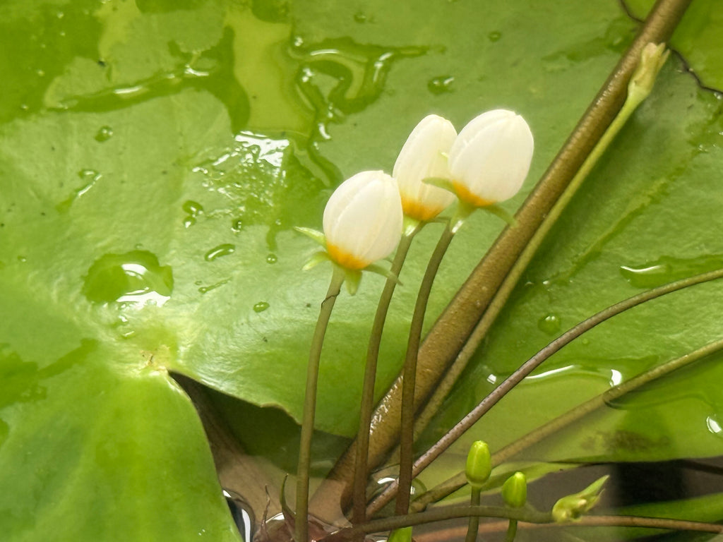 banana lily flower Buy Banana Lily For Sale