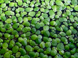 Giant Duckweed