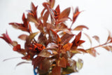 Ludwigia Glandulosa