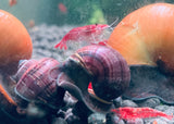 Purple Mystery Snails