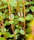 Rotala "Blood Red"