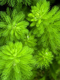 Myriophyllum "Parrots Feather"