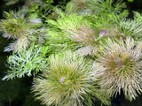 Ambulia