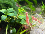 Red Cherry Shrimp