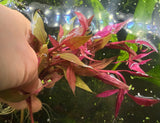 Alternanthera Reinekii "Mini"