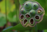 Bowl Lotus Seedlings