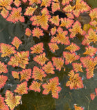 Flaming Red Azolla