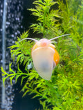 Large Golden Mystery Snail