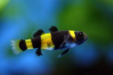 DWARF BUMBLE BEE GOBY 2CM