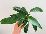 Anubias Afzelii