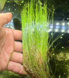 Dwarf Hairgrass