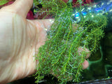 Rotala Wallichi