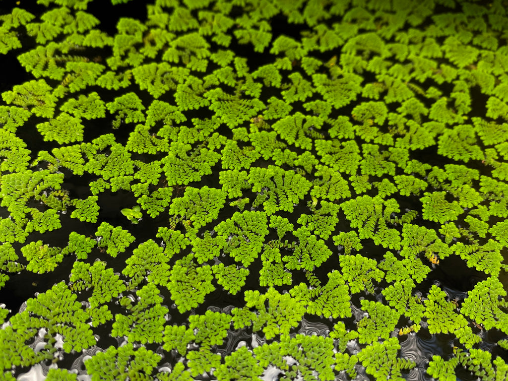 Azolla Filiculoides Floating Fern For Sale