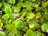 Cardamine Lyrata - photo 5