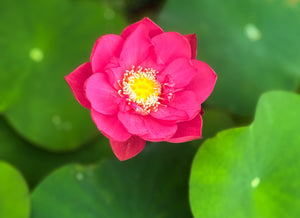 Assorted Bowl Lotus Tubers