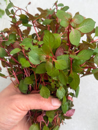 Ludwigia Super Red
