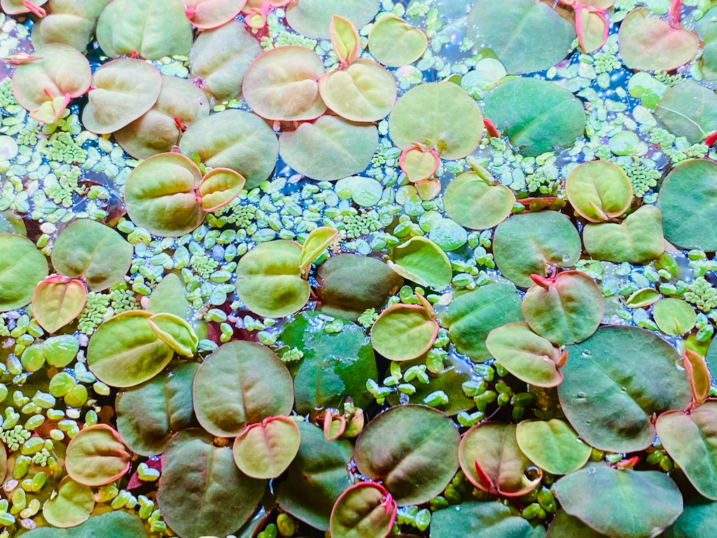 thumbnail image 2 of 4 Species Floating Plant Combo – Live Aquarium Plants – Buy 2 Get 1 Free – Beginner Friendly 2 of 6