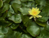 Assorted Water Lilies