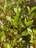 Ludwigia Glandulosa