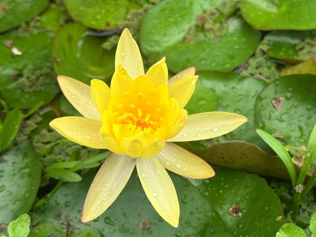 yellow water lily flower Yellow Water Lilies
