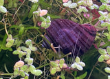 Purple Mystery Snails