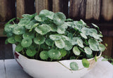 Hydrocotyle Verticillata