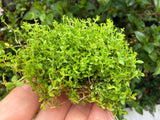 Pearlweed "Pearl Grass"