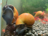 Jade Mystery Snail