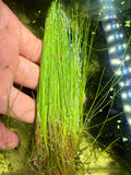 Dwarf Hairgrass
