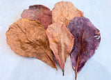 Indian Almond Leaves