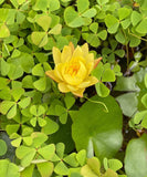 Yellow Water Lily random colour