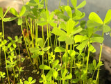 Marsilea Hirsuta