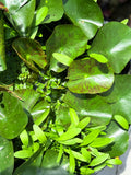 Assorted Water Lilies